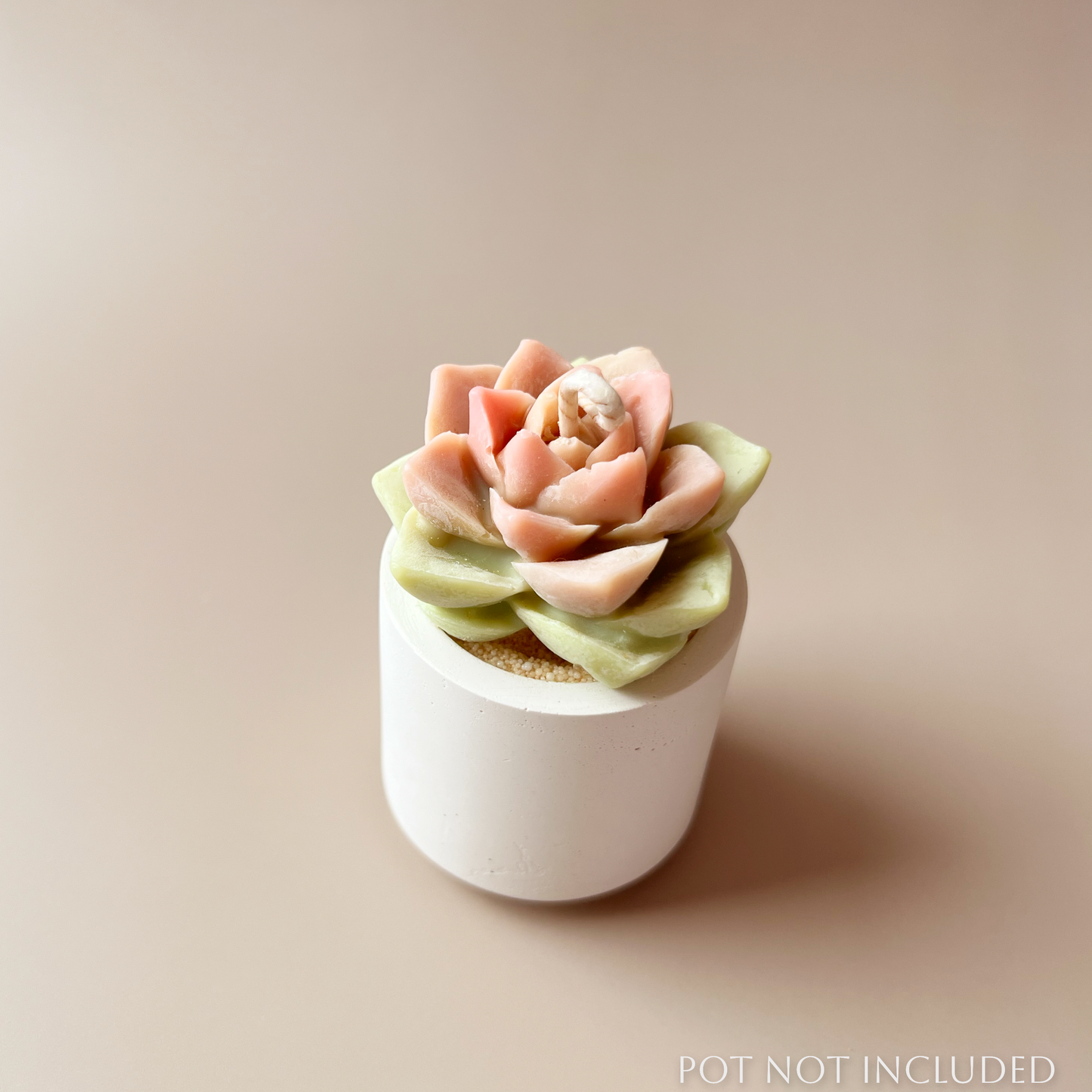 Cactus Bloom