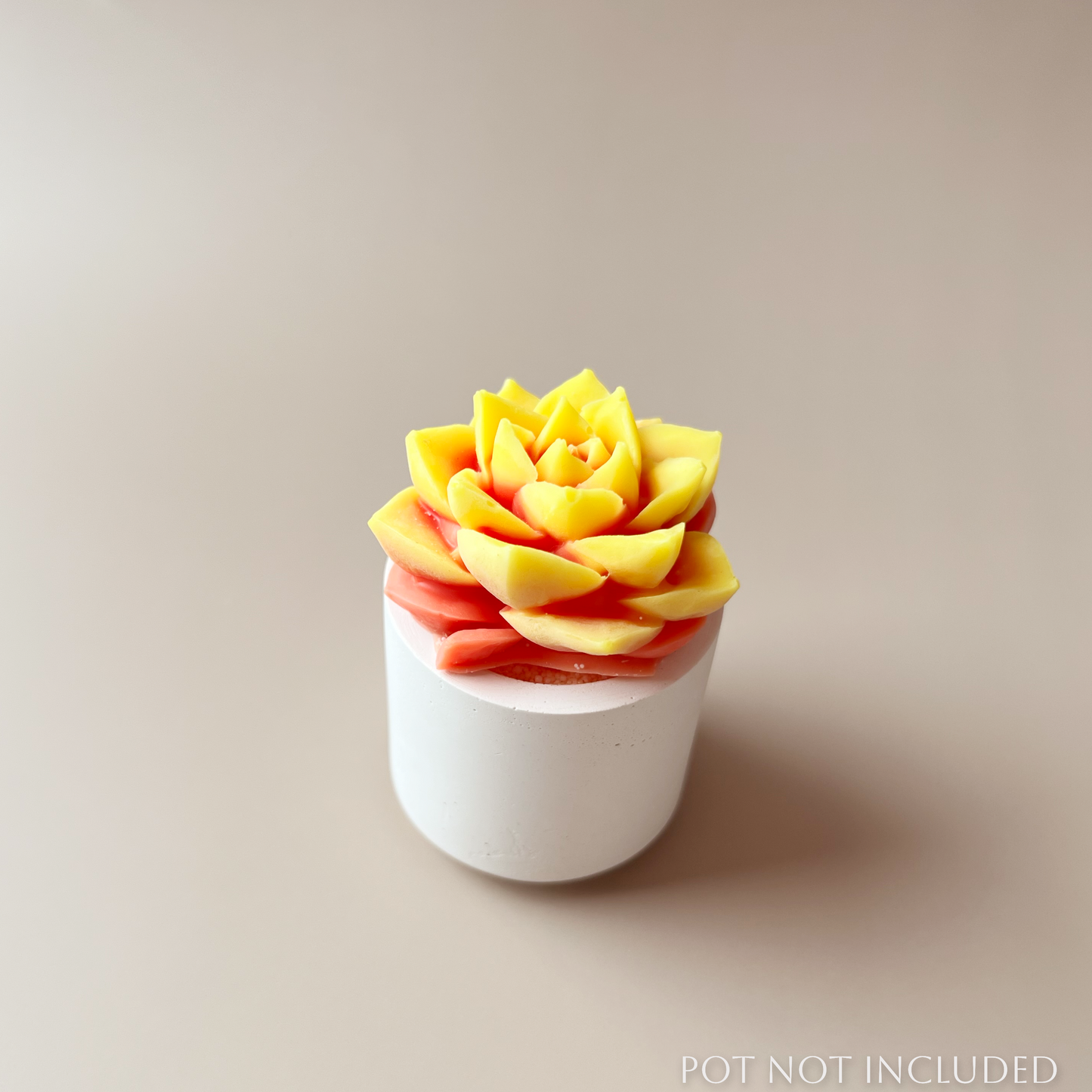 Cactus Bloom