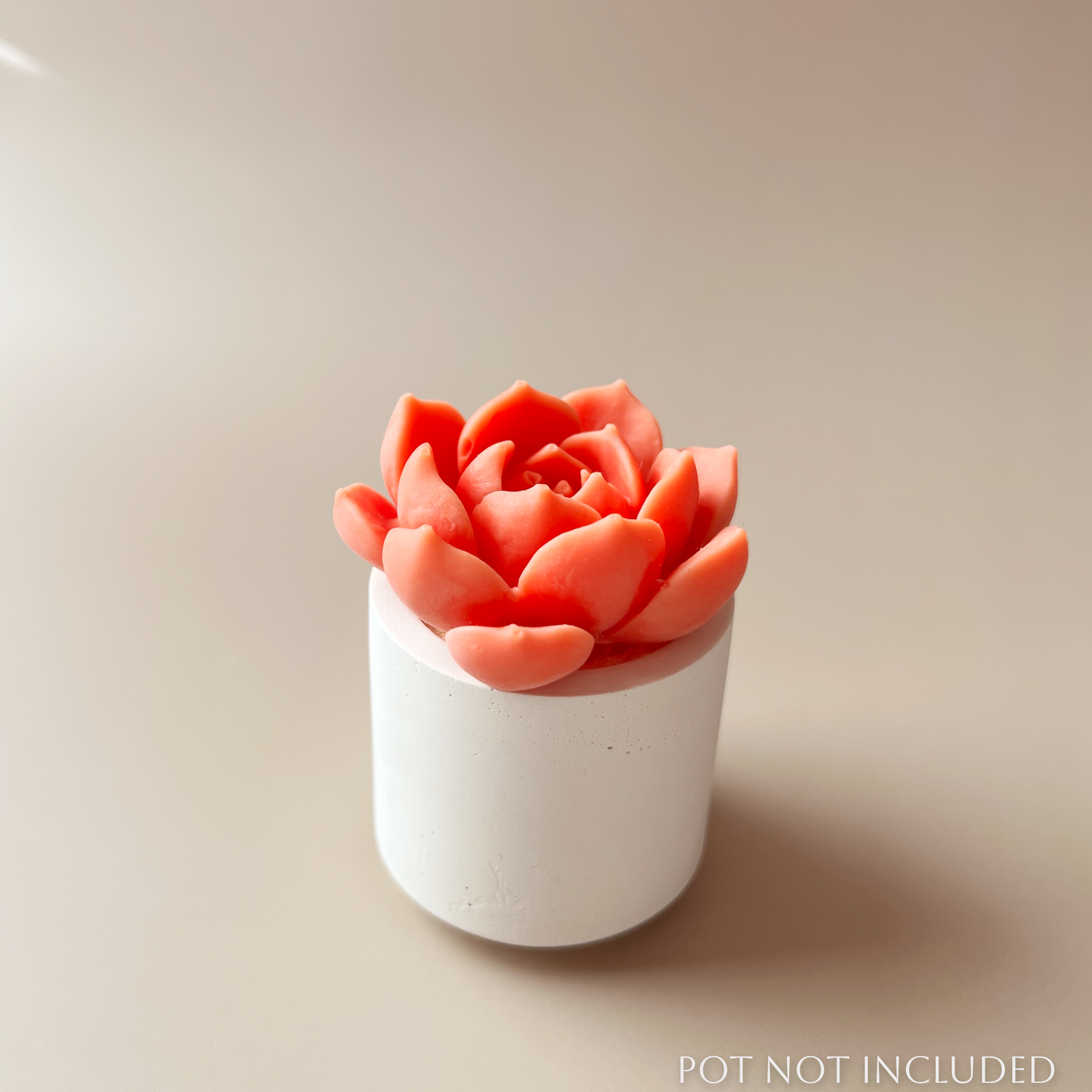 Cactus Bloom