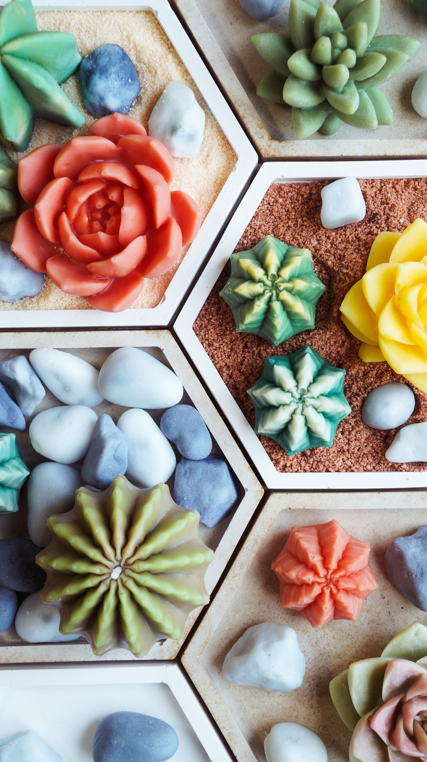 DIY -Cacti Kit