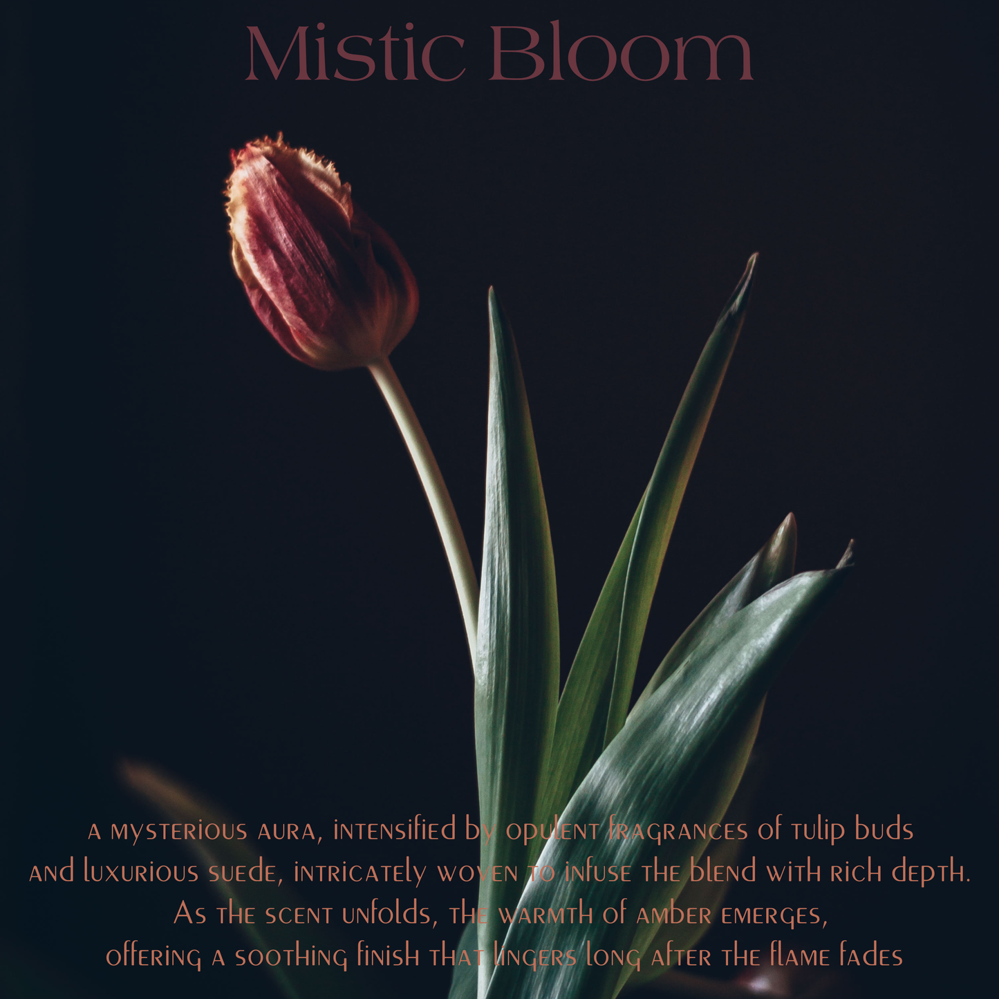 Cactus Bloom