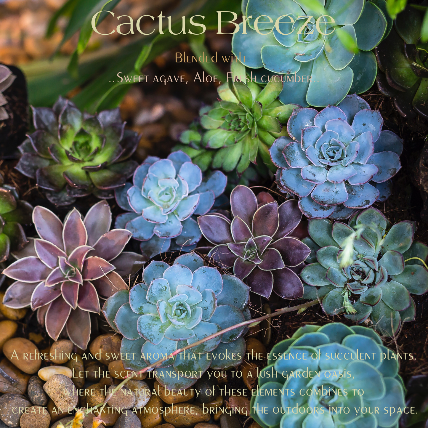 Cactus Bloom